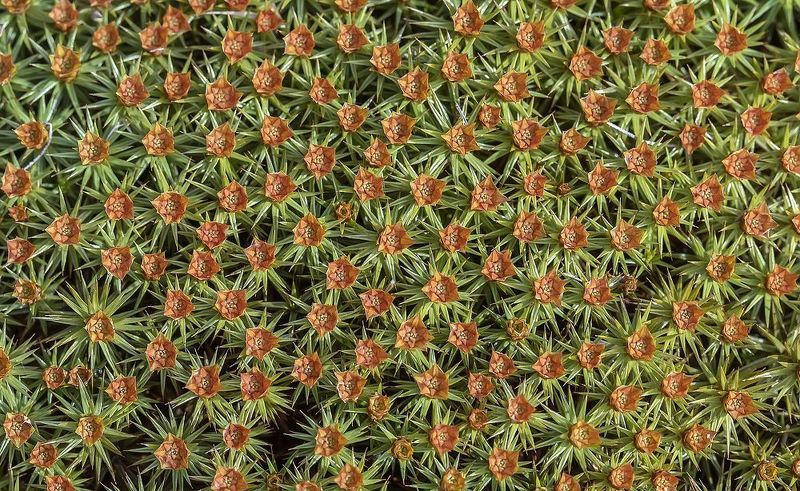 мох, кукушкин лён, цветы, поляна Миллион алых роз фото превью