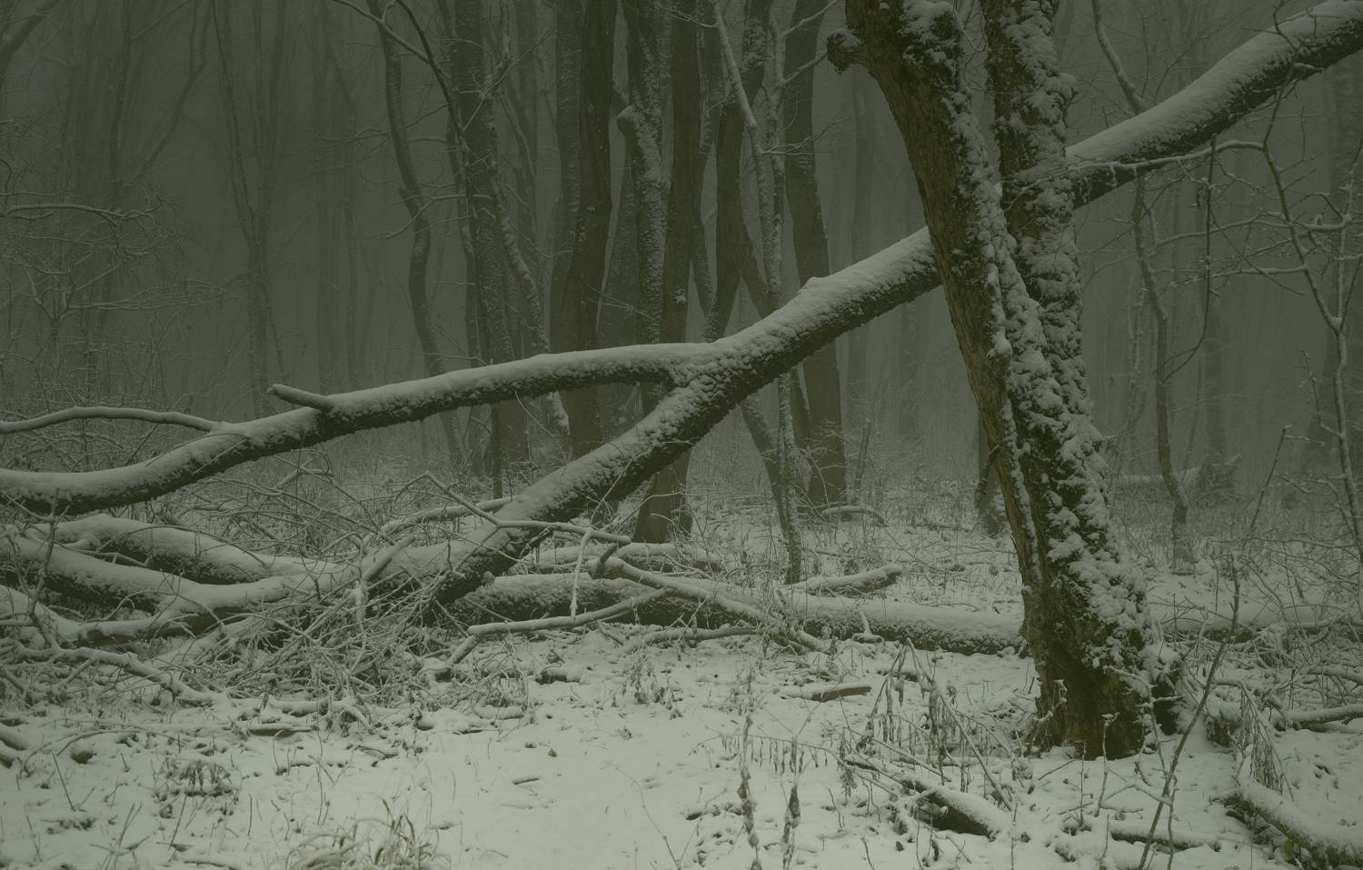 зима туман лес утро, Александр Жарников