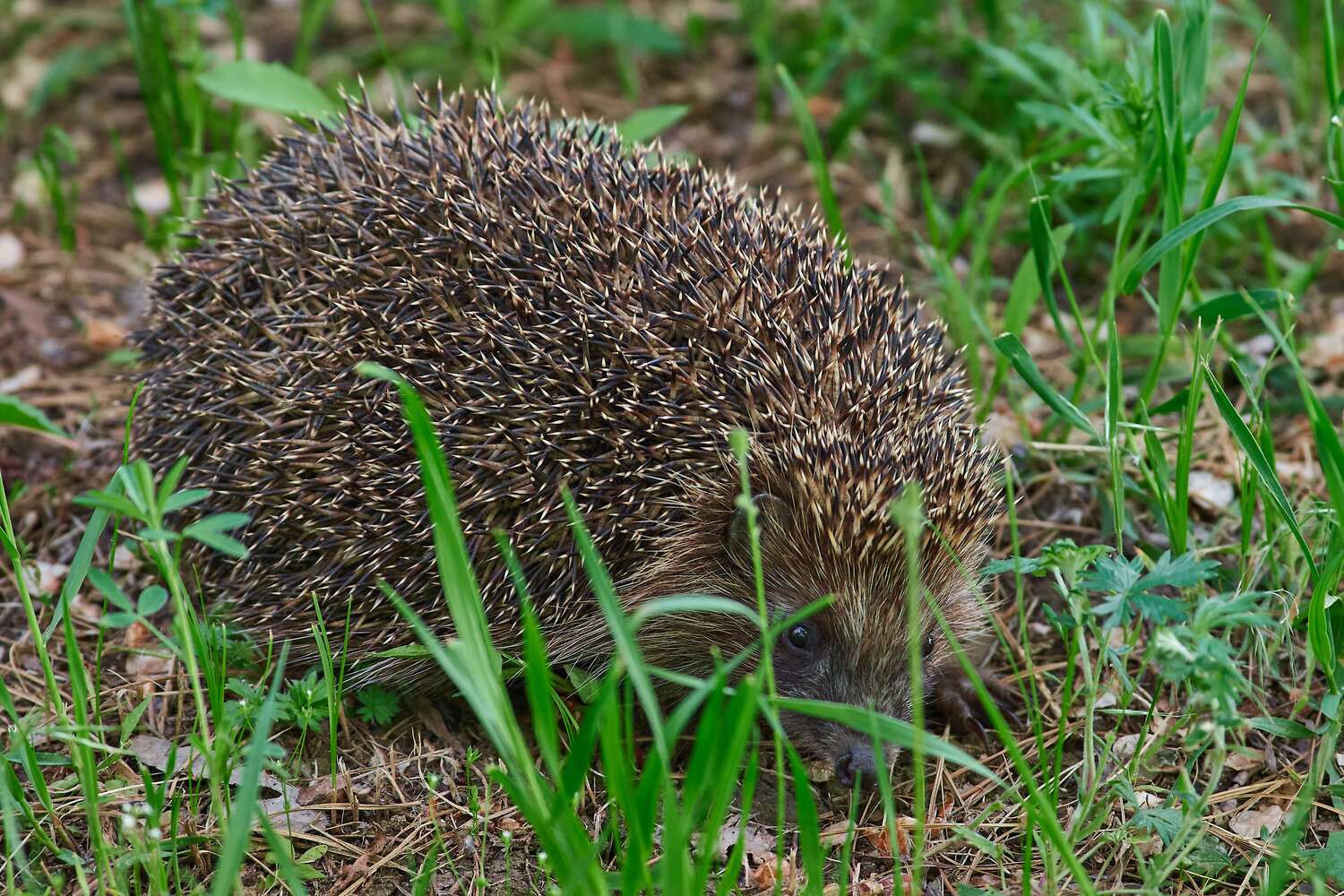Erinaceus concolor, volgograd, russia, wildlife, , Сторчилов Павел