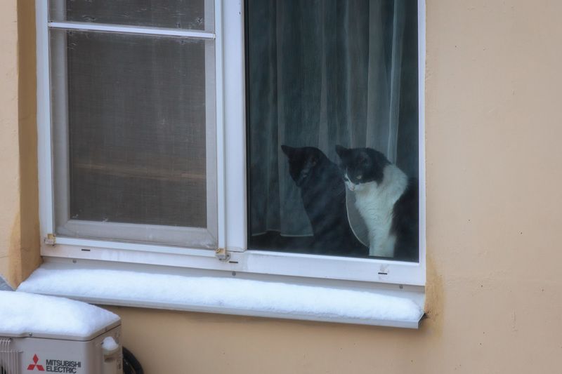 город, кот, кошка, окно, кошканаокошке, соседи Кошки на окошке фото превью