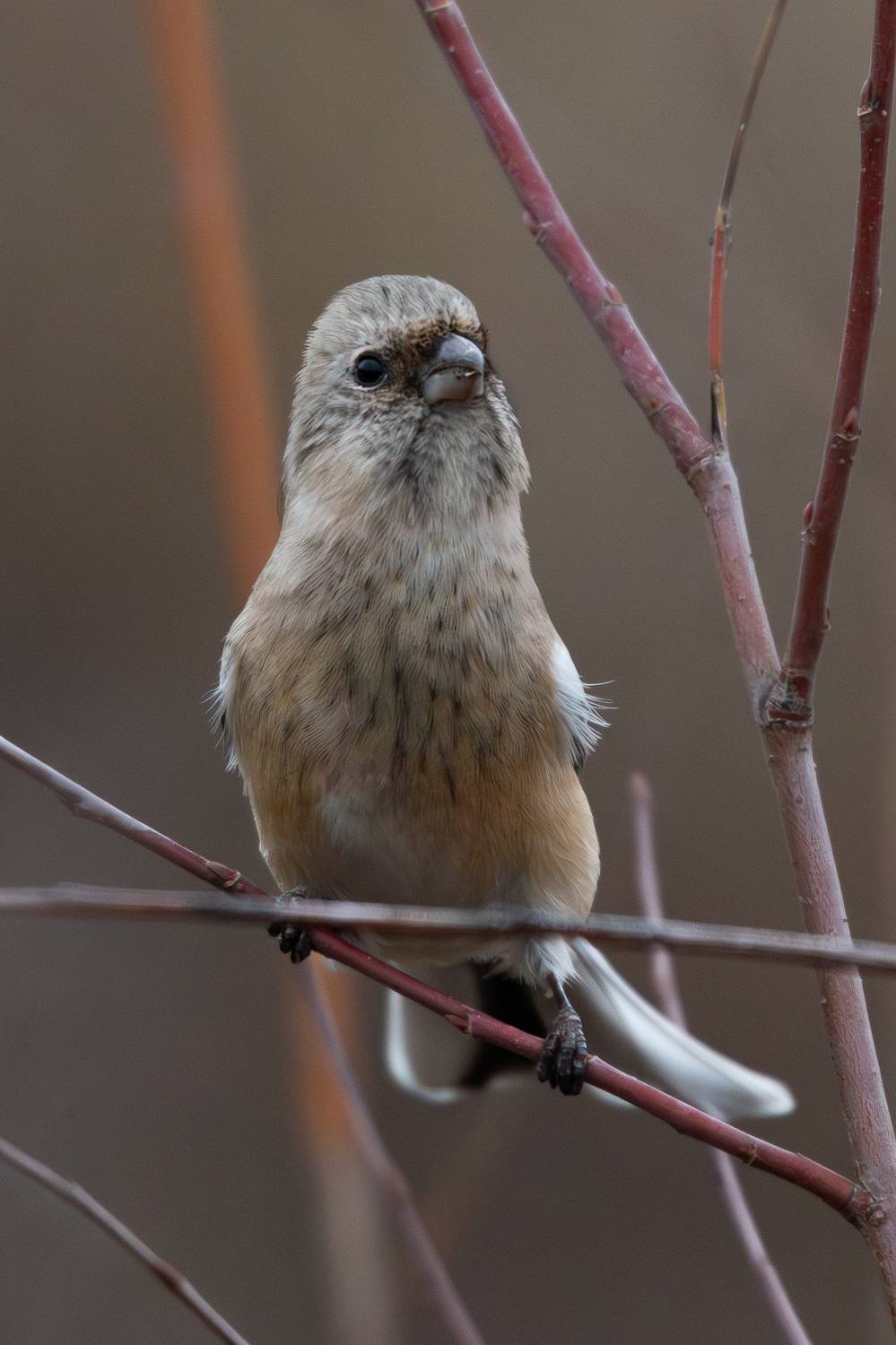 , Гильманов Артур