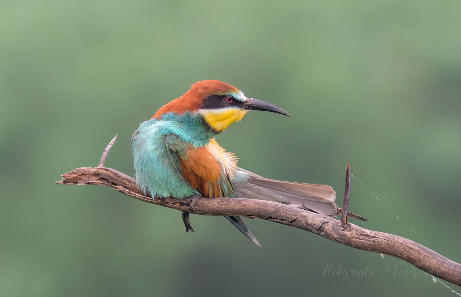 , Плеханов Александр