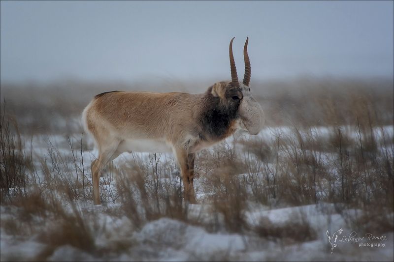 * * * фото превью