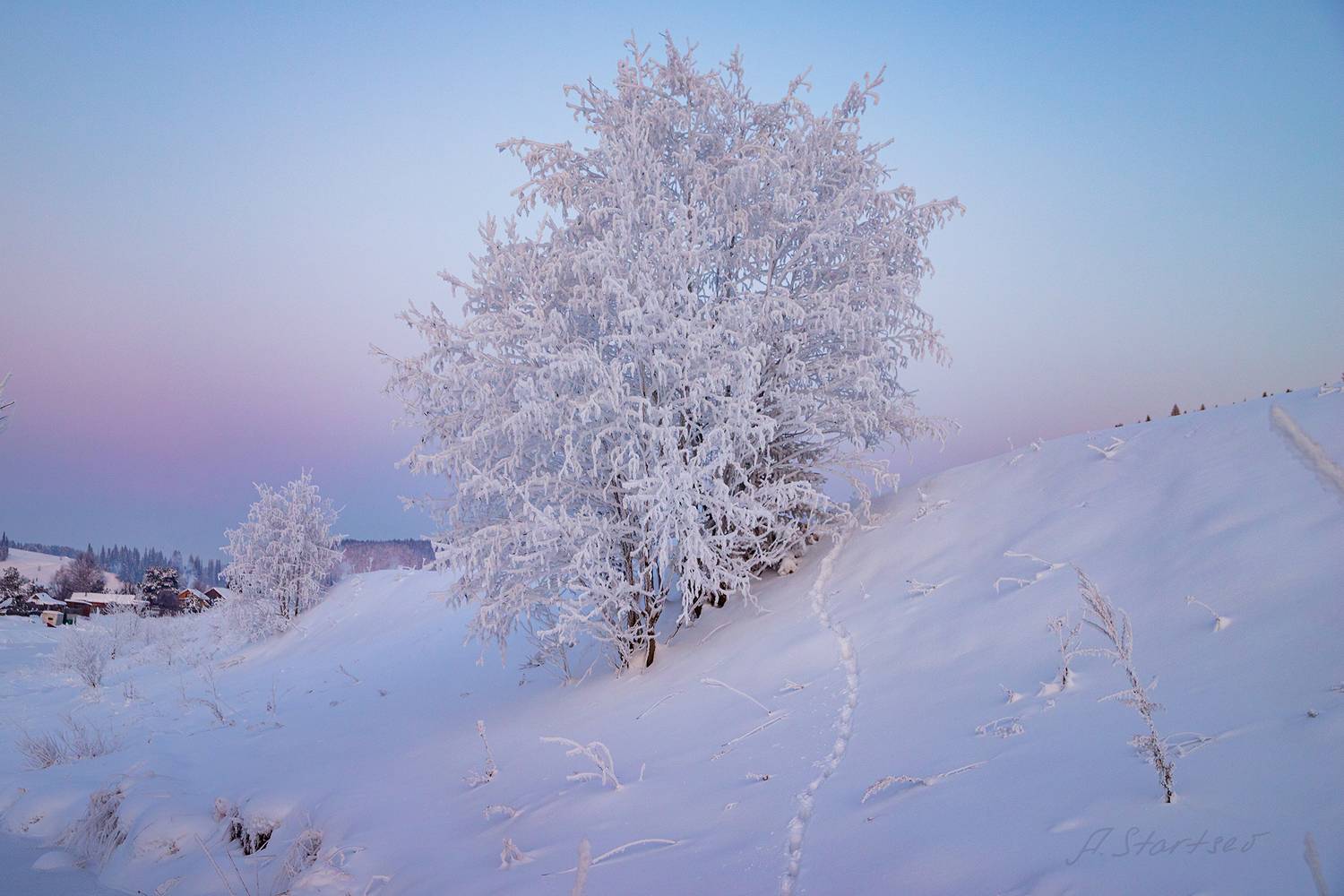 зима, иней, вечер, кын, Старцев Андрей