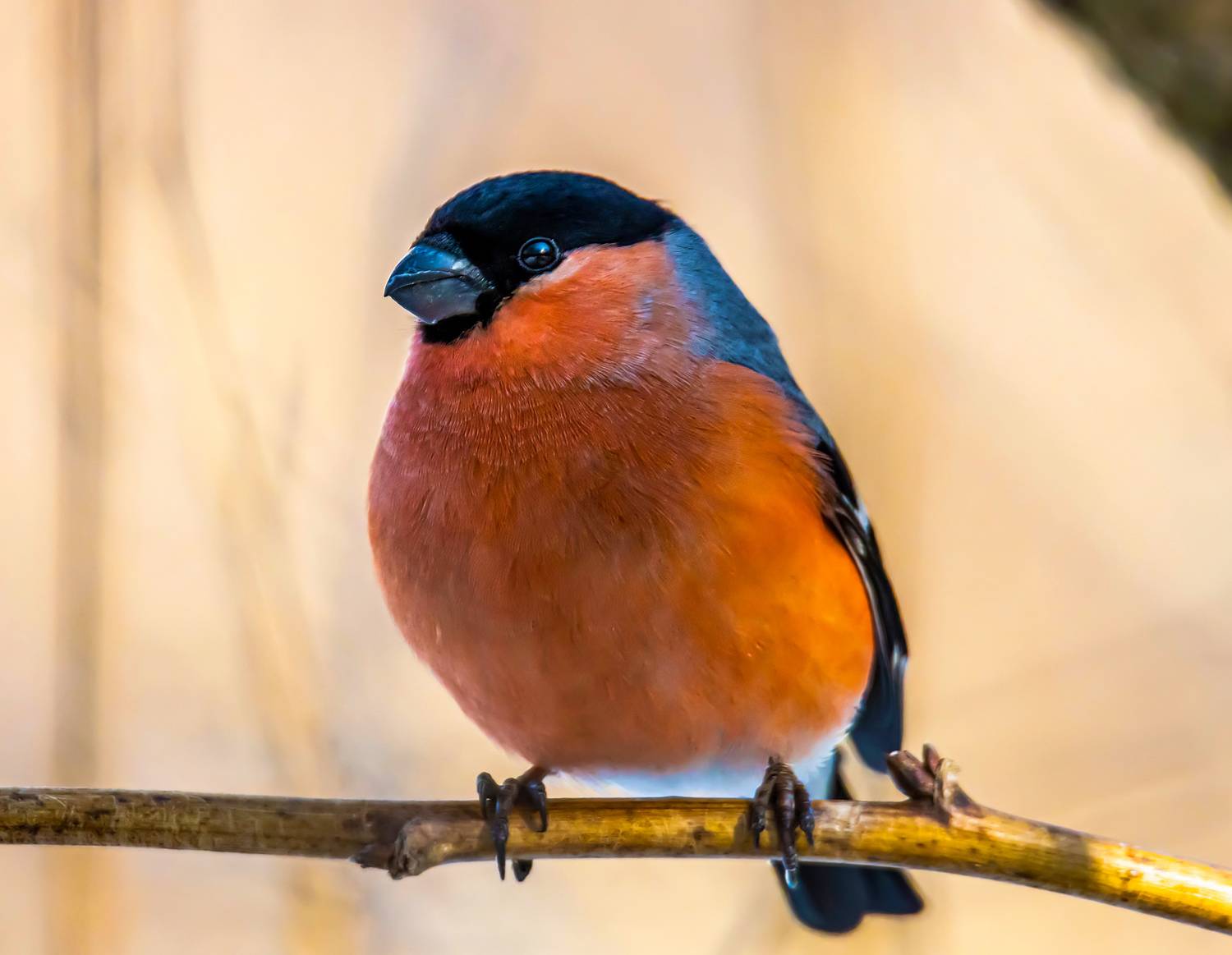 , Волынский Виктор