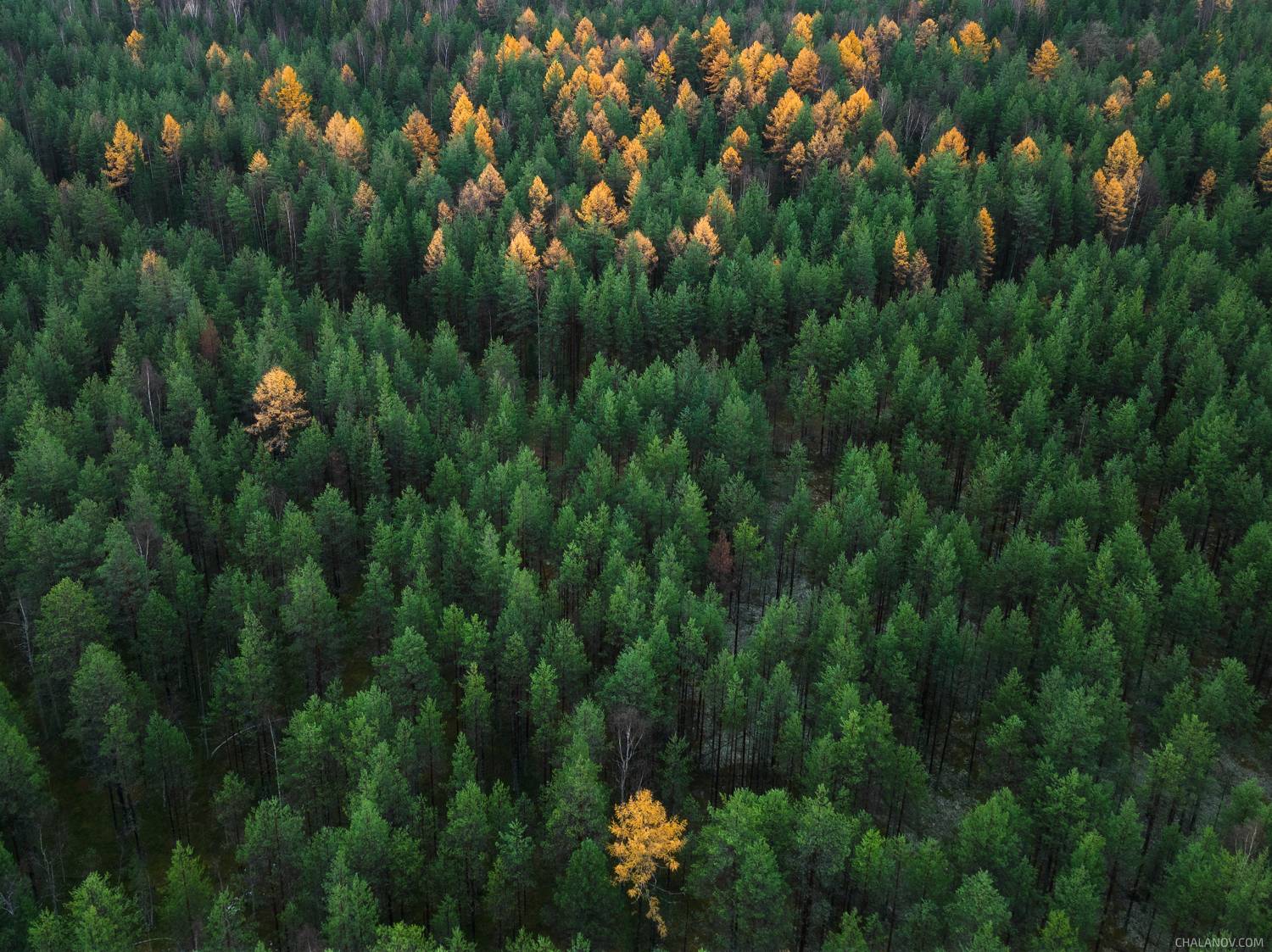 пейзаж, осень, бор, север, коми, дрон, аэросъёмка, Чаланов Иван