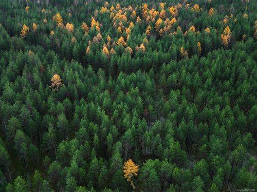 Золотые лиственницы