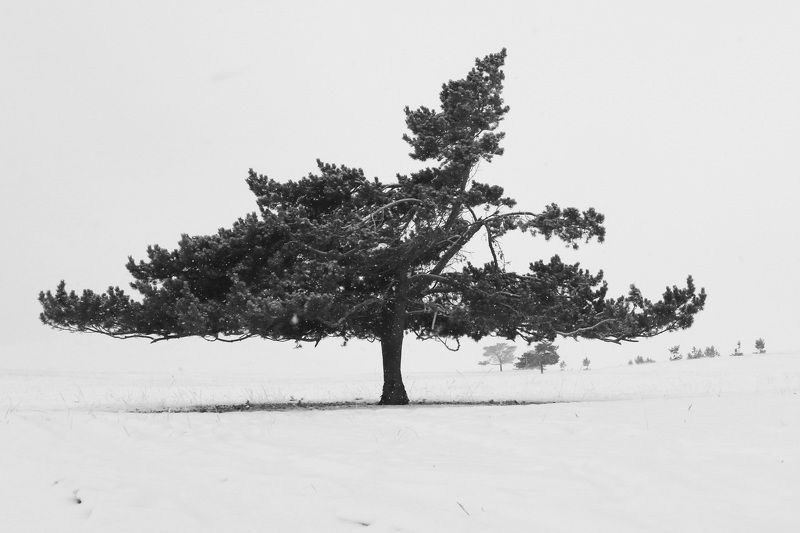 Деревья Одинокоедерево пейзаж зима  Оно застыло …не в лесу, не в перелеске... фото превью