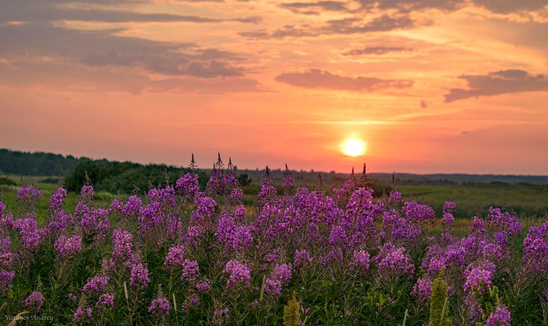 татарстан, иван-чай, кипрей, вечер, закат, природа Кипрей фото превью