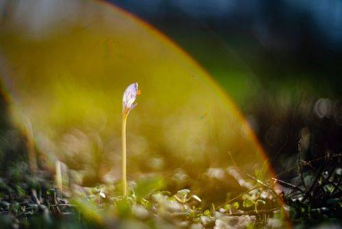 Зимнего солнца служители.