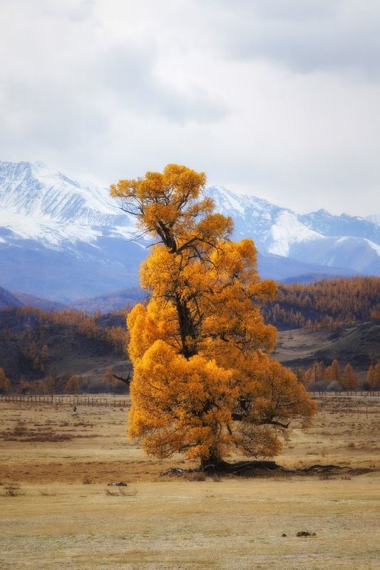 осень, алтай, курай, лиственница, деревья Осенний страж фото превью