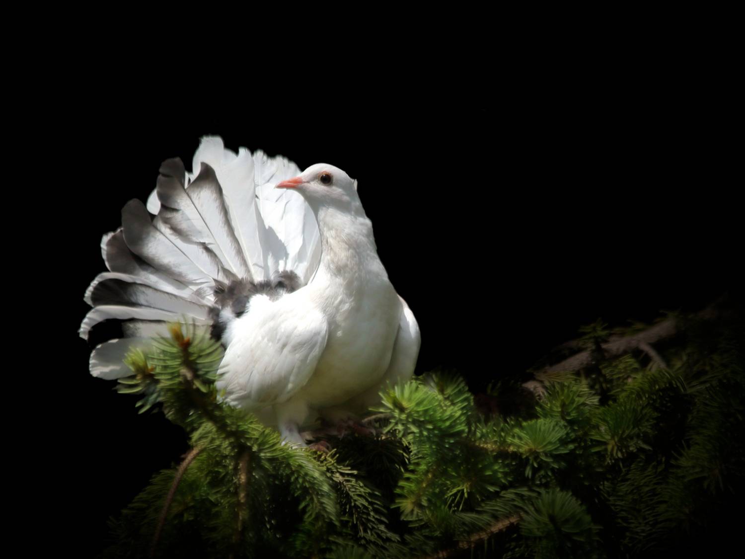 , Славов Георги