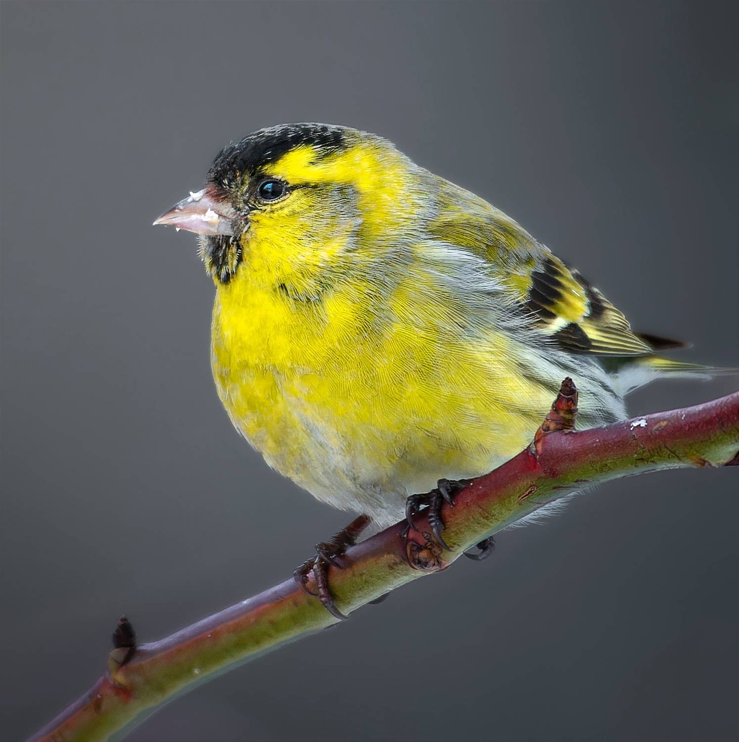 , Никон Александр