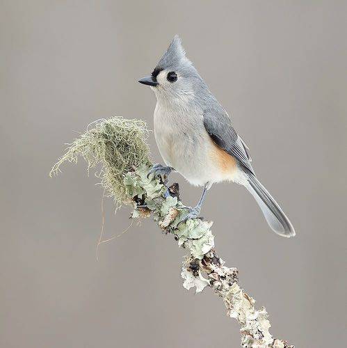 Tufted Titmouse -Острохохлая синица