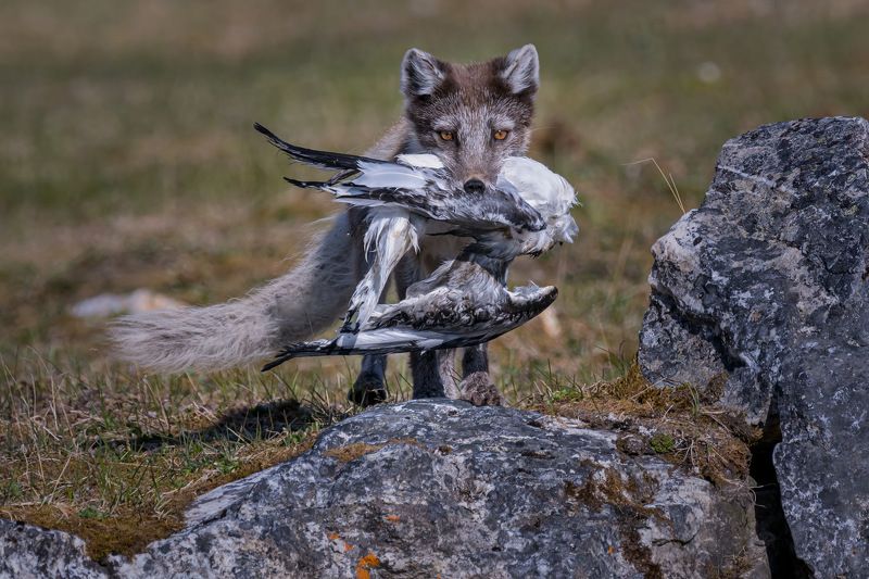 Arctic Foxes фото превью