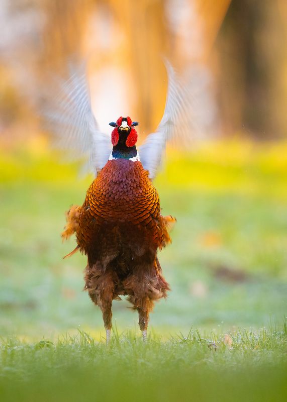 Pheasant фото превью