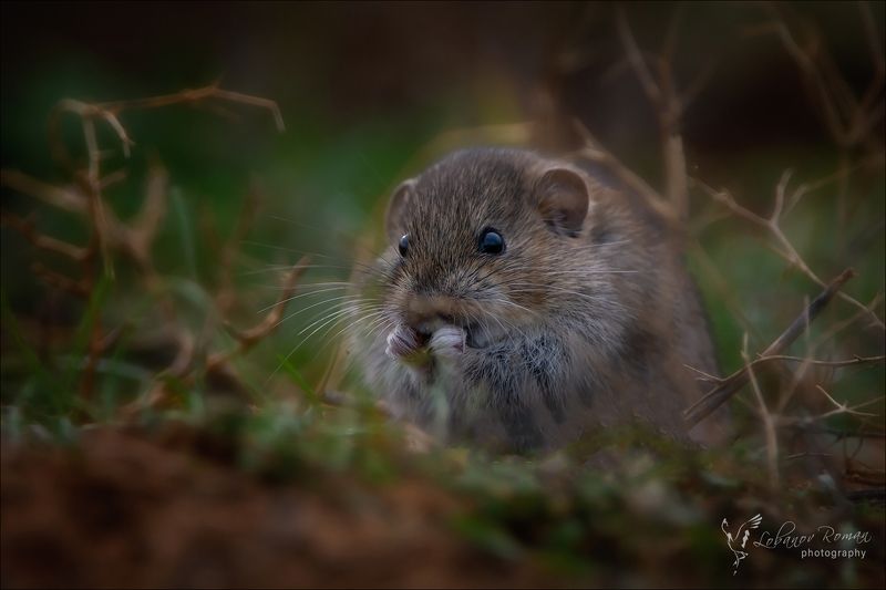 * * * фото превью