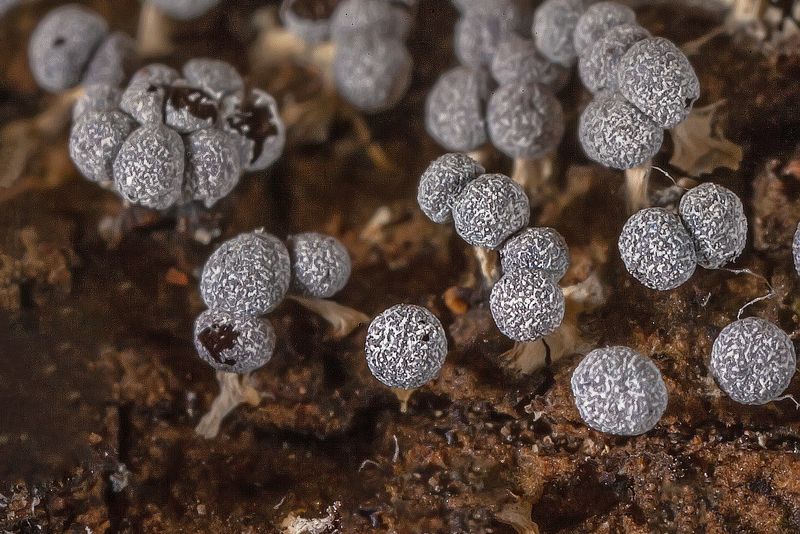 спорофоры, спорангии, споры, макро, миксомицеты, слизевики, бадамия, кора липы Спорофоры миксомицета Badhamia urticularis фото превью