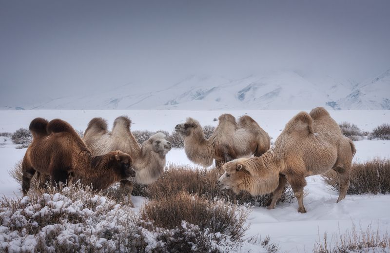 алтай, горный алтай, пейзажи алтая, кош-агачский район, чуйская степь, курайский хребет, горы, зимний алтай, степь, верблюды, двугорбые верблюды, бактриан Обед фото превью