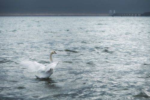 Однажды в серебряном море.