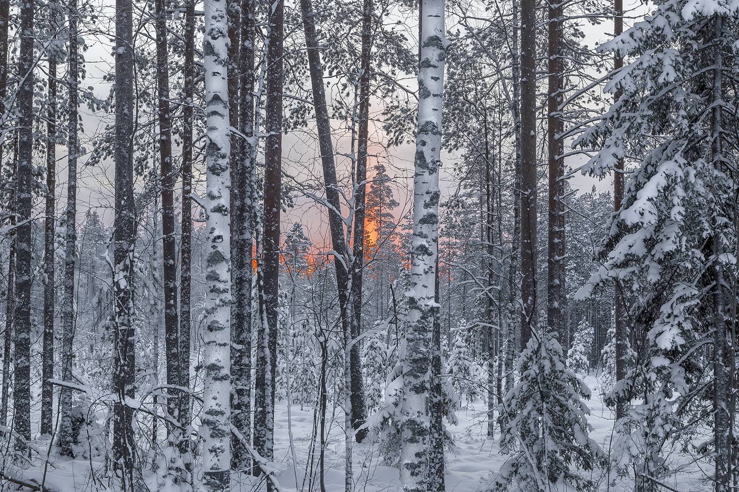 лес, снег, закат, Анкудинов Леонид
