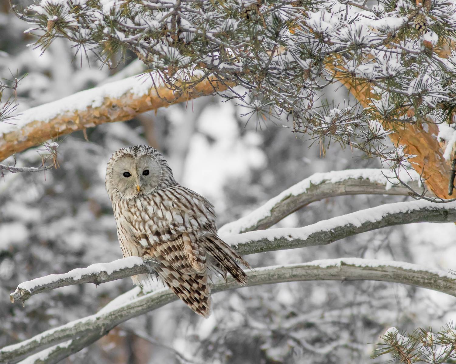 уральская неясыть, Суслов Дмитрий