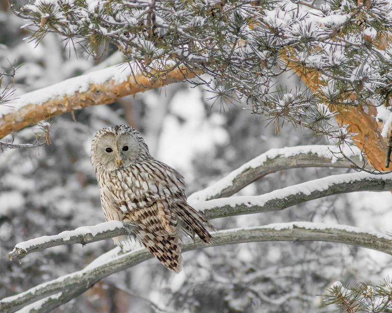 уральская неясыть Уральская неясыть фото превью