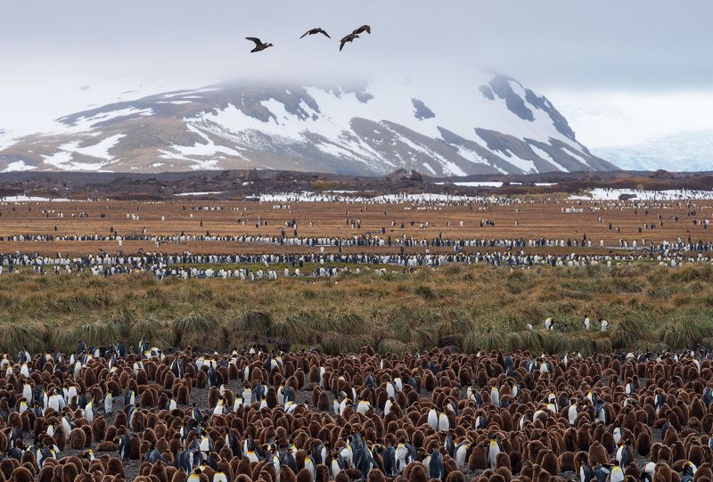 south, georgia Страна Пингвиния фото превью