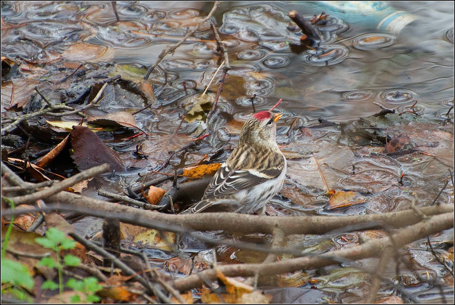 москва, осень, парк, птица, АНАТОЛИЙ ДОВЫДЕНКО