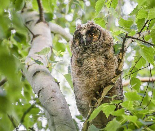 Ушастый пушистик.