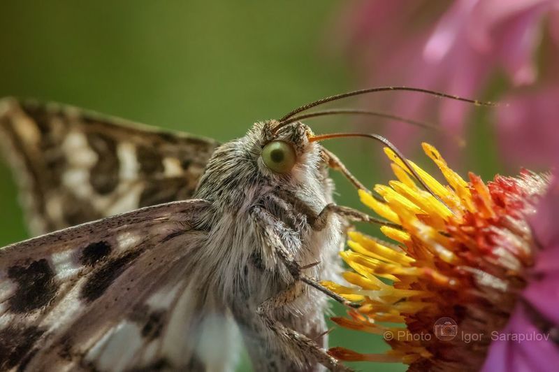 Совка хлопковая фото превью