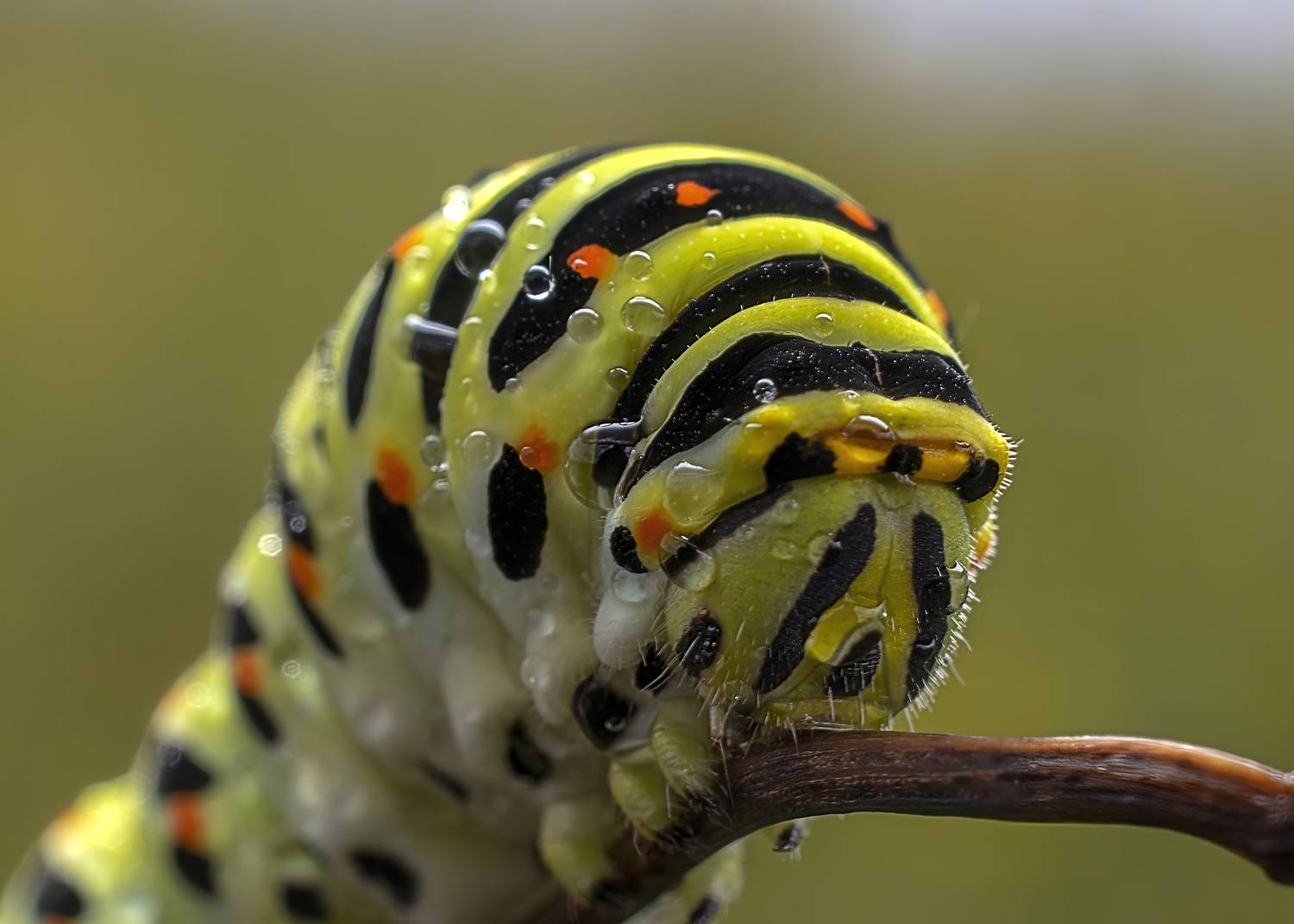 , Людмила Железнова