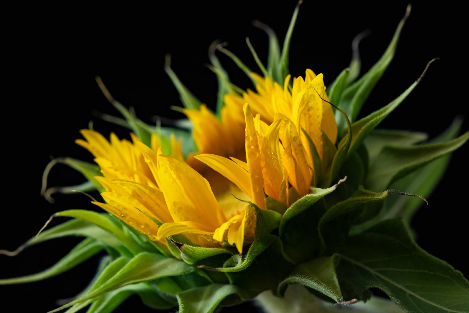 макро, цветы, подсолнух, Оля