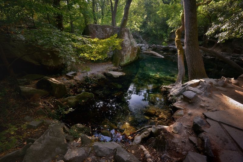 В лесу фото превью