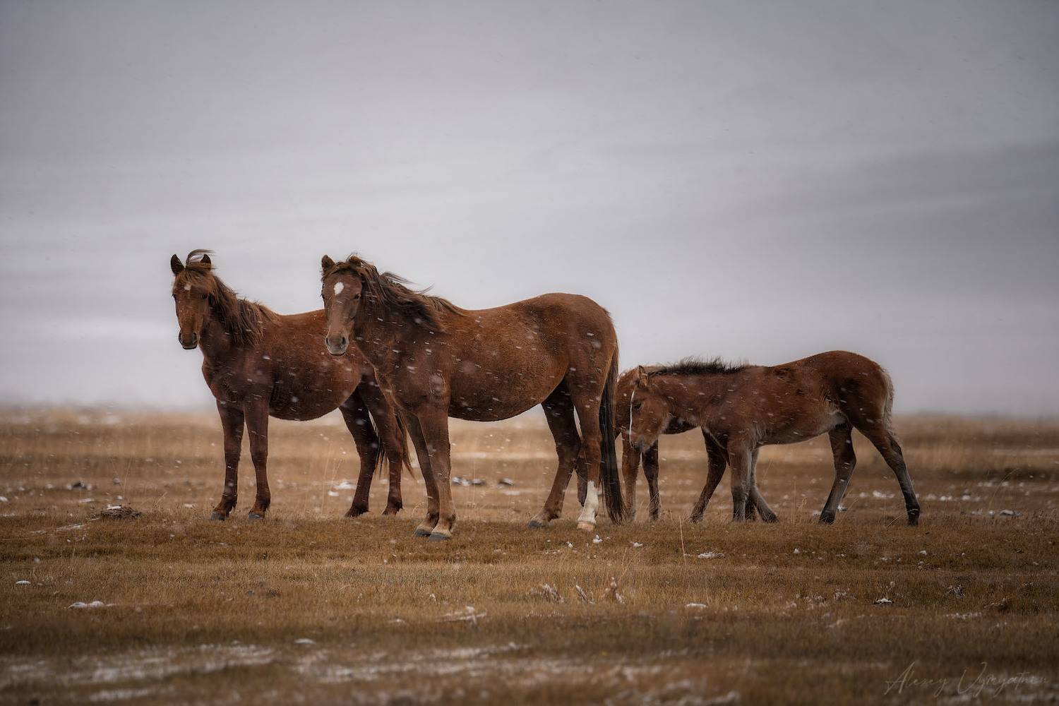 altay, autumn, horses, snow, outdoor, wild, wind, Алексей Вымятнин