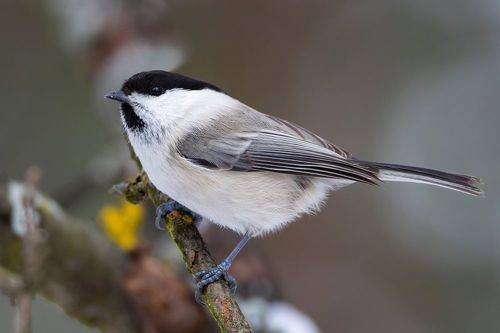 Гаичка. (Poecile montanus)