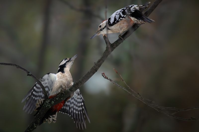 Спор... фото превью