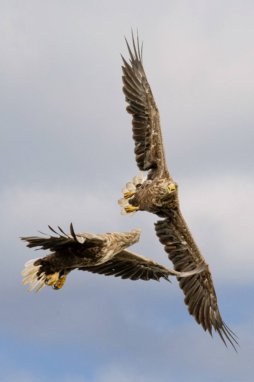 Bielik, ptak, ptak drapiezny, Haliaeetus albicilla, bird of prey, Robert Szmytkowski