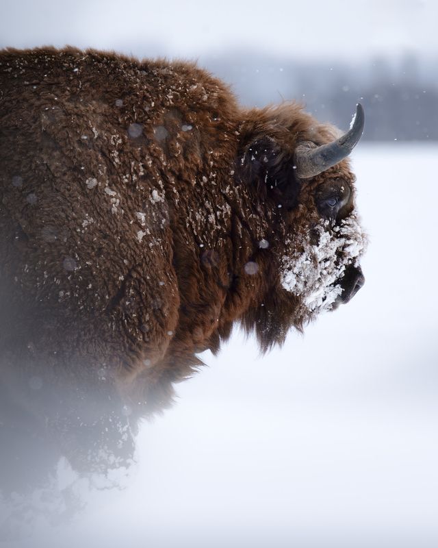 Европейский зубр, Bison bonasus, Декабрь 2023 фото превью