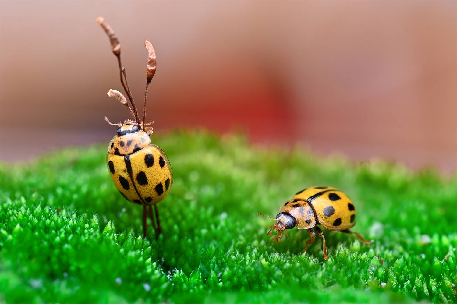 ceclii, macro, Ganev Tsvetan