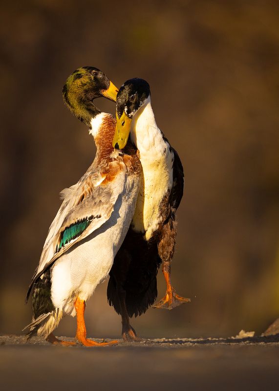 Duel фото превью