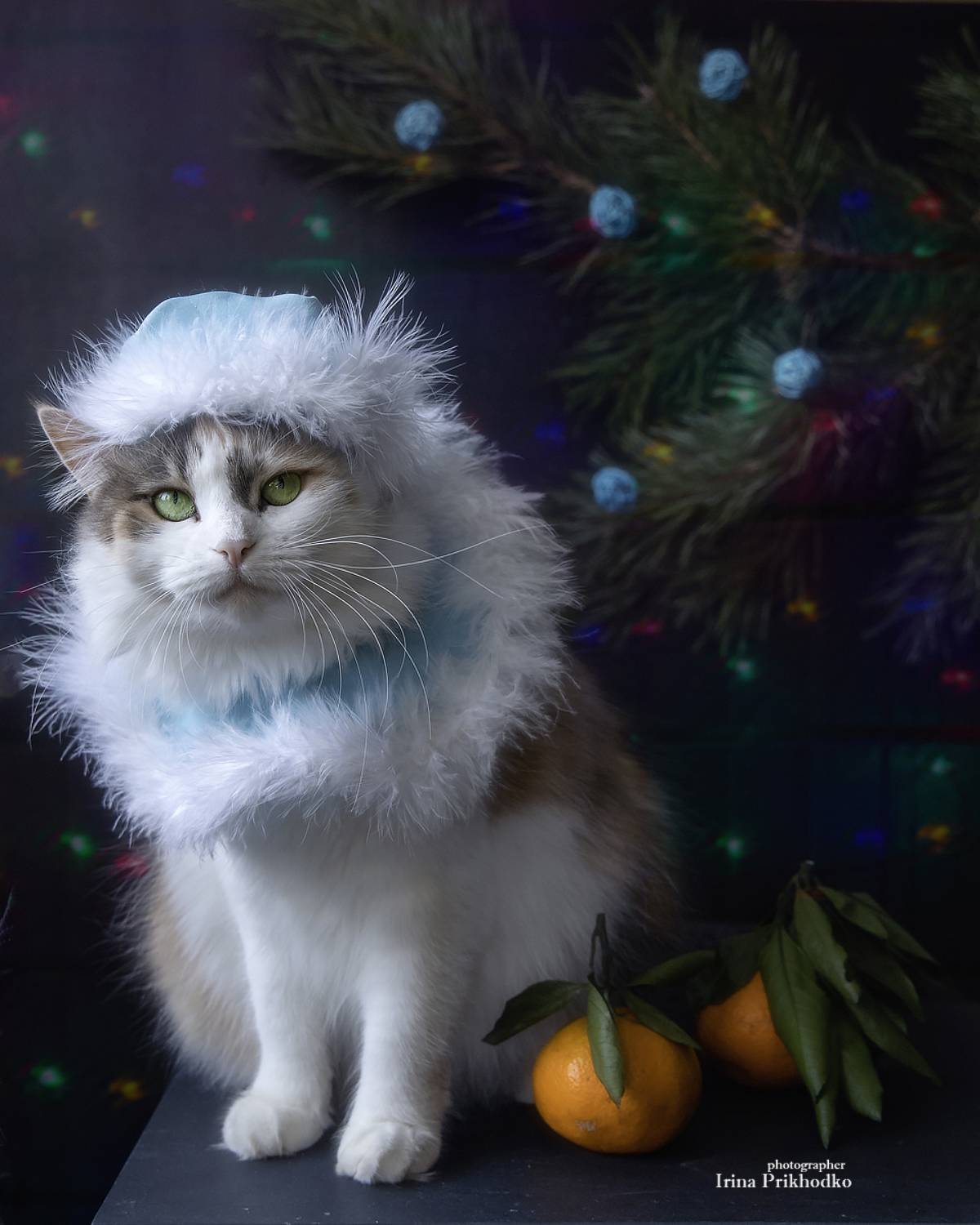 котопортрет, котонатюрморт, новогодняя открытка, котики,, Приходько Ирина