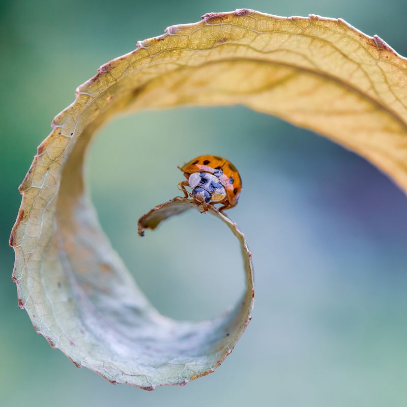 божья коровка, макро, листик, спираль По спирали фото превью