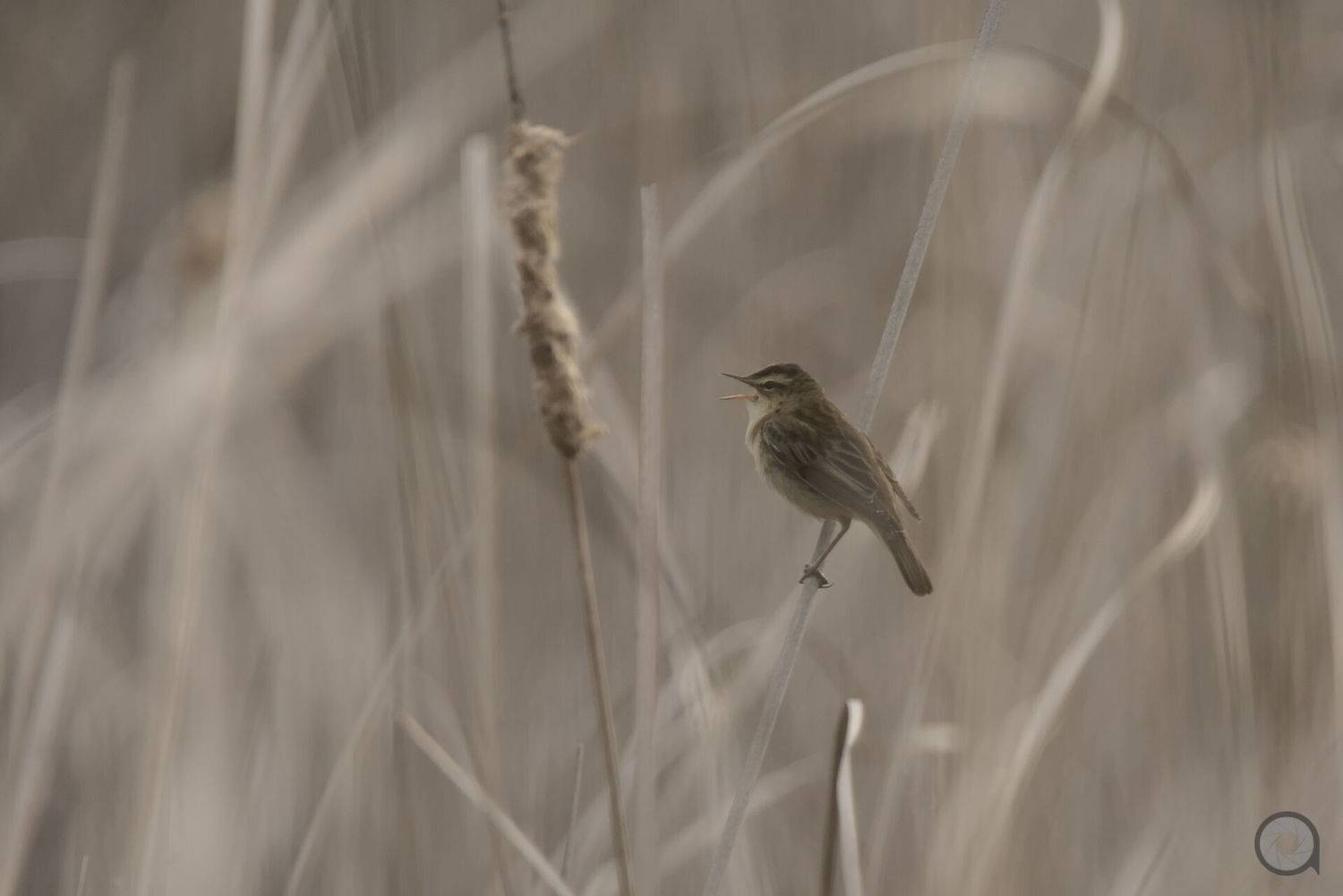 birds, animals, птицы, животные, птица, Алексей Акрал