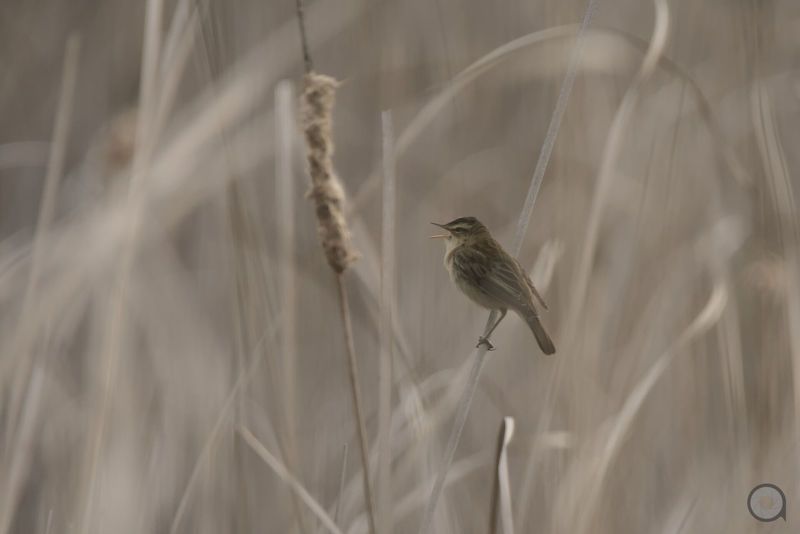 birds, animals, птицы, животные, птица *** фото превью
