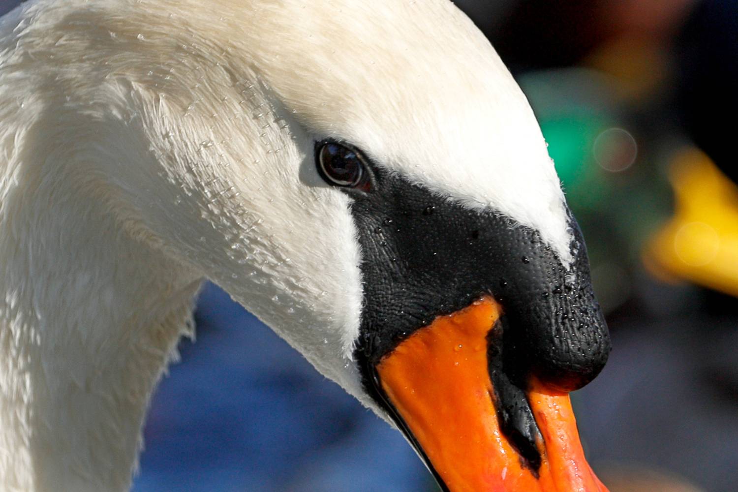 , Славов Георги