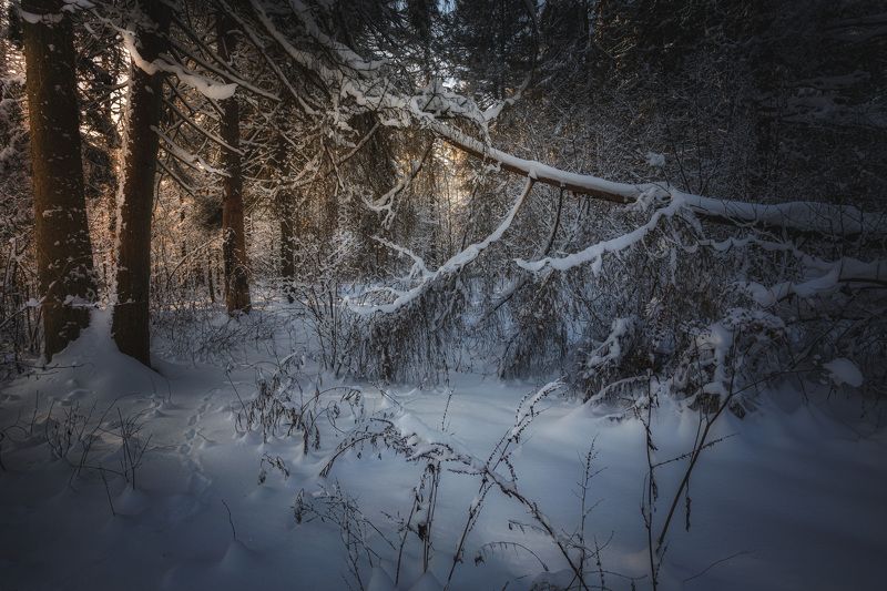 декабрь Московская обл. природный резерват Долина реки Вяземка Зимняя сказка... фото превью