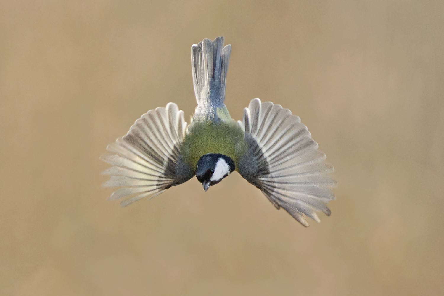 , Евгени Стефанов