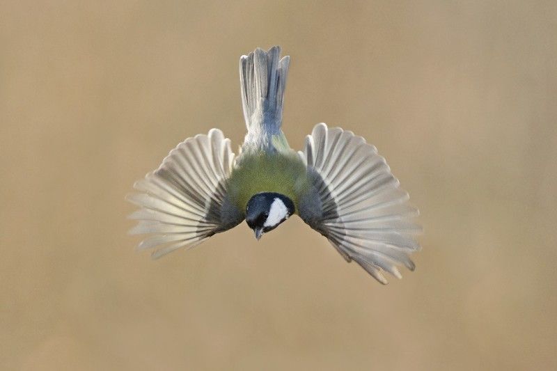 Большая синица фото превью