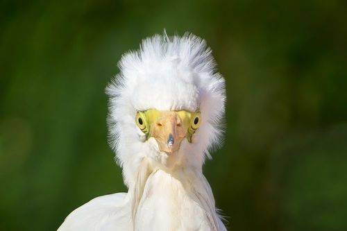 Большая белая цапля